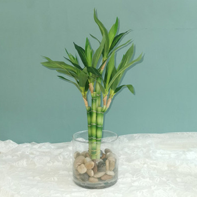 Aquarium Fish Fishing - Novo 40cm rftificial sorte bambu suculenta