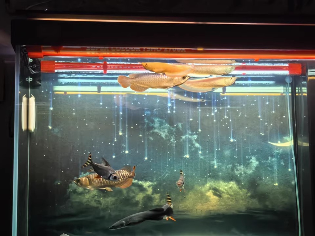 Lâmpada arowana vermelha vidro - Aquarium Fish Colorful avaliação e preço